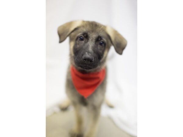 German Shepherd DOG Male Black and Tan 11141 Petland Wichita, Kansas