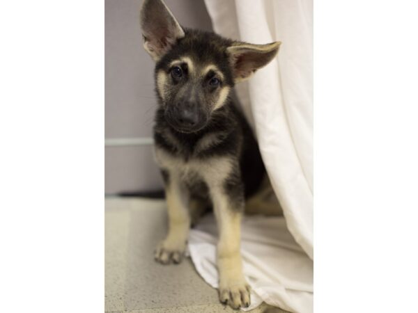 German Shepherd DOG Male Black and Tan 11142 Petland Wichita, Kansas