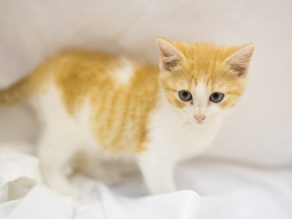 Adopt a Pet Domestic Short Hair CAT Male Orange and White 11136 Petland Wichita, Kansas