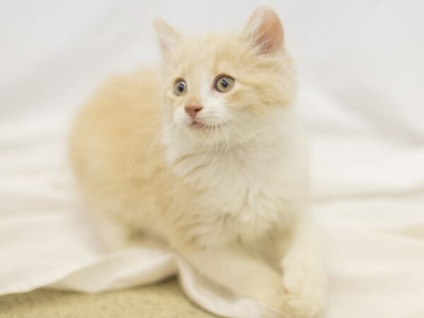 Adopt a Pet Domestic Short Hair-CAT-Male-Light Orange and White-11140-Petland Wichita, Kansas