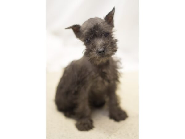 Miniature Schnauzer DOG Male black 11158 Petland Wichita, Kansas