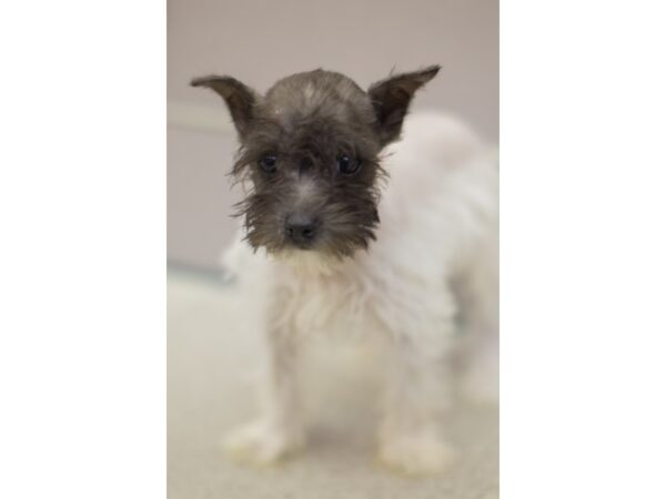 Miniature Schnauzer DOG Female White and Black 11159 Petland Wichita, Kansas