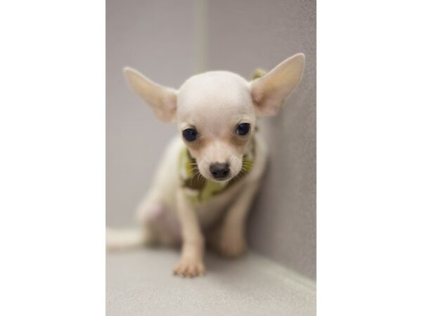 Chihuahua DOG Male White 11202 Petland Wichita, Kansas