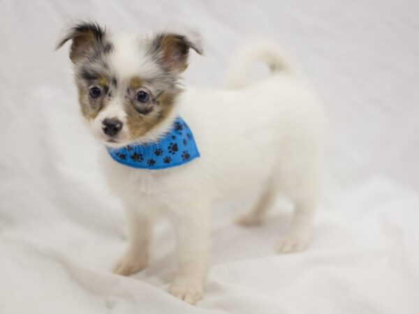 Chihuahua DOG Male Blue and White Parti 11175 Petland Wichita, Kansas