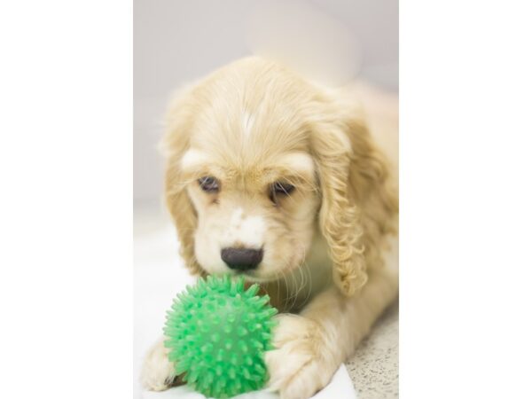 Cocker Spaniel DOG Male Buff 11180 Petland Wichita, Kansas