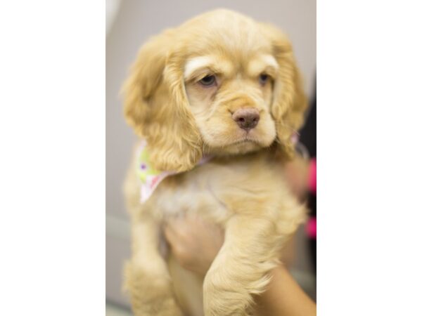 Cocker Spaniel DOG Female Buff 11181 Petland Wichita, Kansas