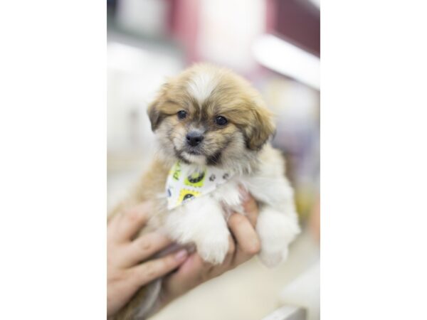 Toy Pompoo DOG Male Sable 11176 Petland Wichita, Kansas