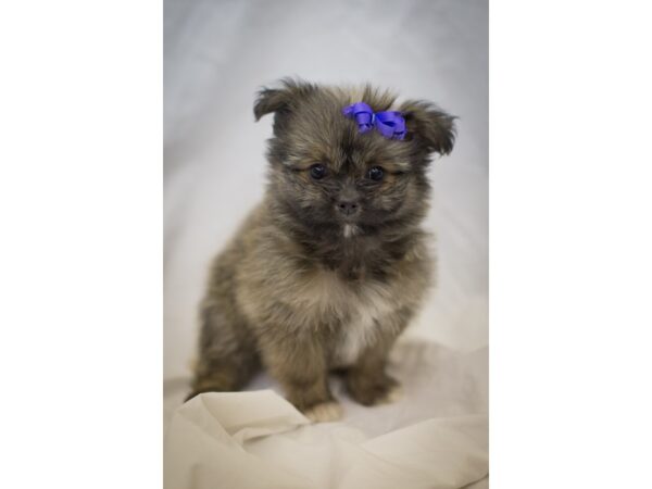 Toy Pompoo-DOG-Female-Sable-11177-Petland Wichita, Kansas