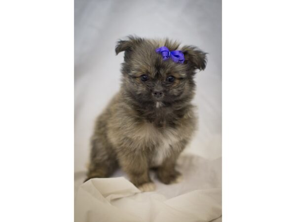 Toy Pompoo DOG Female Sable 11177 Petland Wichita, Kansas