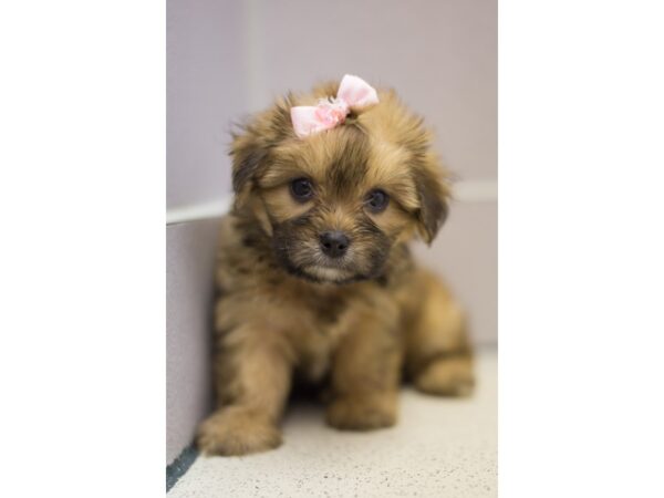 Shorkie DOG Female Gold and Black 11191 Petland Wichita, Kansas