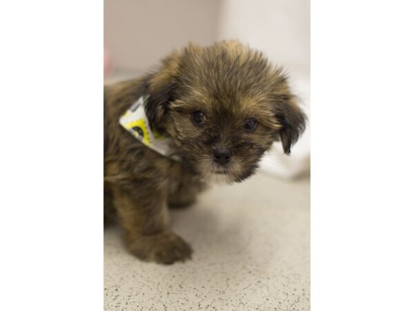 Shorkie-DOG-Male-Gold and Black-11193-Petland Wichita, Kansas