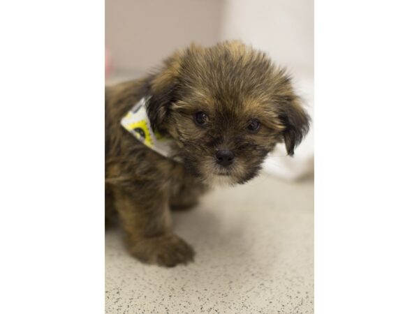 Shorkie DOG Male Gold and Black 11193 Petland Wichita, Kansas