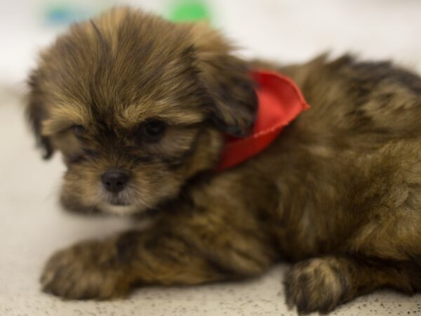 Shorkie DOG Male Gold and Black 11192 Petland Wichita, Kansas