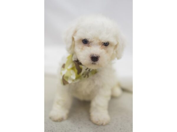 Bichon Frise-DOG-Male-White-11196-Petland Wichita, Kansas