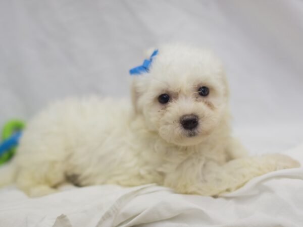 Bichon Frise DOG Female White 11195 Petland Wichita, Kansas