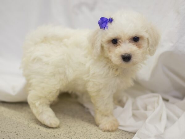 Bichon Frise DOG Female White 11194 Petland Wichita, Kansas