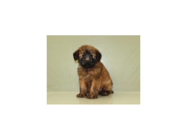 Soft Coated Wheaten Terrier-DOG-Male-Wheaten-11219-Petland Wichita, Kansas