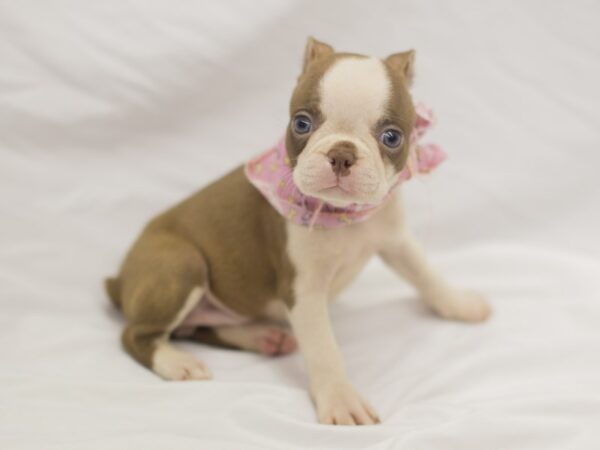 Boston Terrier DOG Female Red and White 11238 Petland Wichita, Kansas