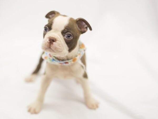 Boston Terrier DOG Female Red and White 11237 Petland Wichita, Kansas