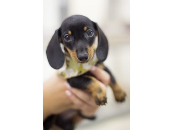 Miniature Dachshund DOG Male Black and Tan 11234 Petland Wichita, Kansas