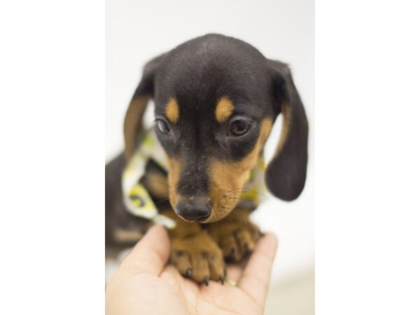 Miniature Dachshund-DOG-Male-Black and Tan-11233-Petland Wichita, Kansas