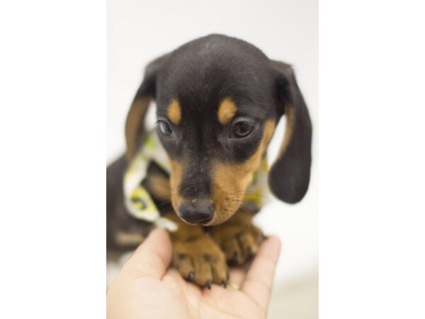 Miniature Dachshund DOG Male Black and Tan 11233 Petland Wichita, Kansas