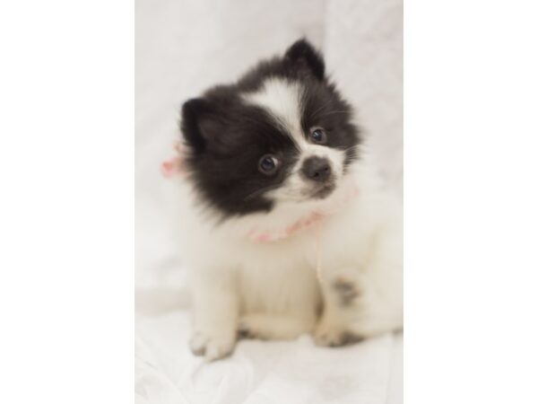 Pomeranian DOG Female Black and White 11231 Petland Wichita, Kansas