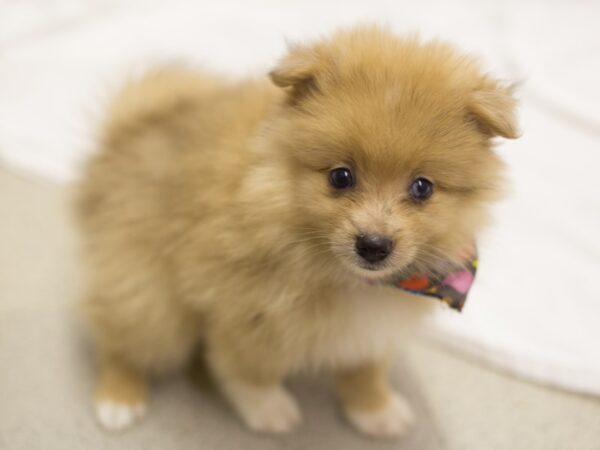 Pomeranian DOG Male Brown 11230 Petland Wichita, Kansas