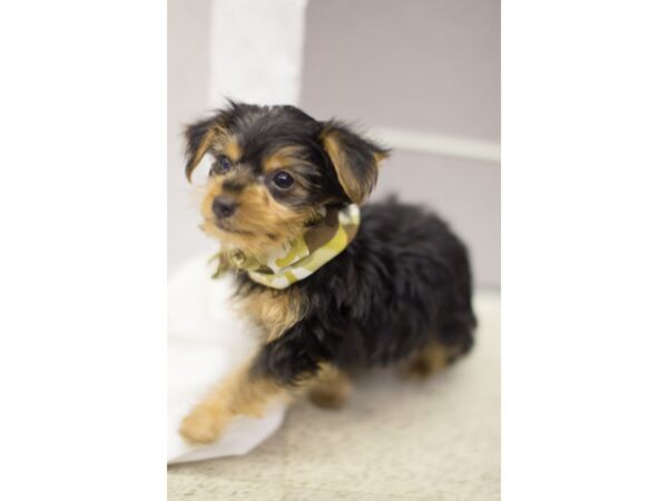 Yorkshire Terrier-DOG-Male-Black and Tan-11229-Petland Wichita, Kansas