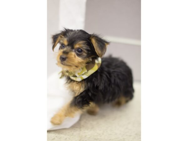 Yorkshire Terrier DOG Male Black and Tan 11229 Petland Wichita, Kansas