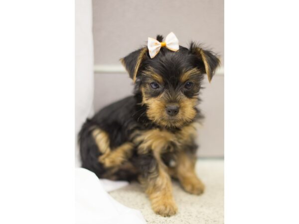 Yorkshire Terrier DOG Female Black and Tan 11228 Petland Wichita, Kansas