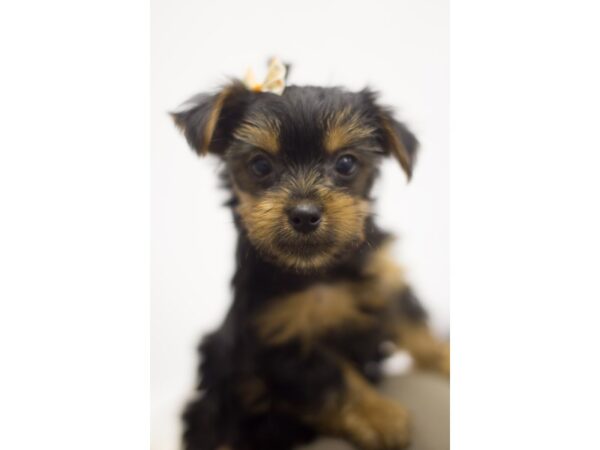 Yorkshire Terrier DOG Female Black and Tan 11227 Petland Wichita, Kansas