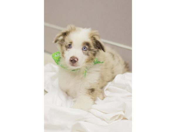 Miniature Australian Shepherd-DOG-Male-Red Merle-11226-Petland Wichita, Kansas