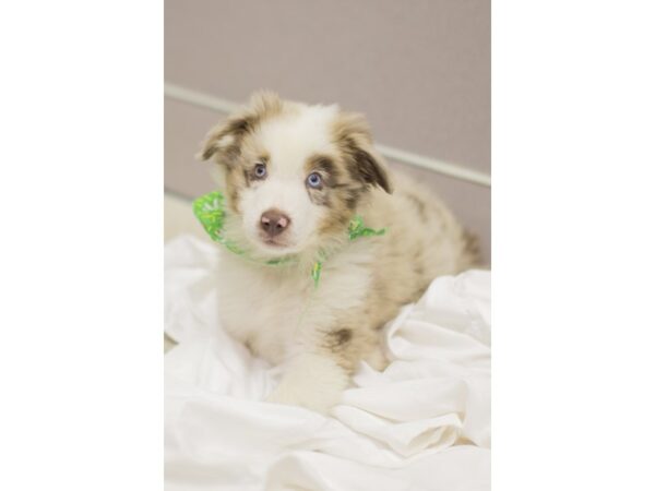 Miniature Australian Shepherd DOG Male Red Merle 11226 Petland Wichita, Kansas