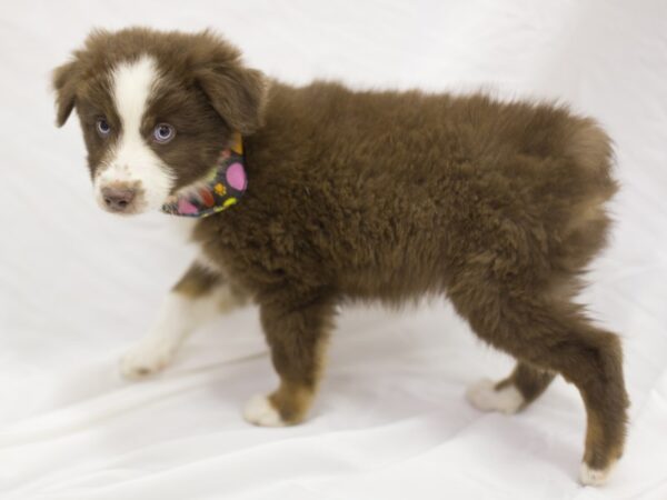 Miniature Australian Shepherd DOG Male Red Tri 11225 Petland Wichita, Kansas