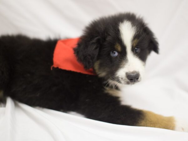 Miniature Australian Shepherd DOG Male Tri Color 11224 Petland Wichita, Kansas