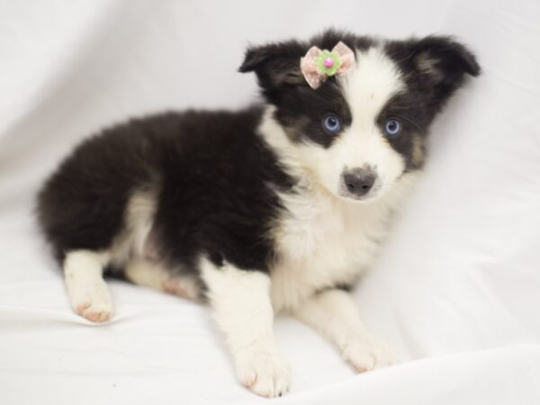 Miniature Australian Shepherd DOG Female Tri Color 11223 Petland Wichita, Kansas