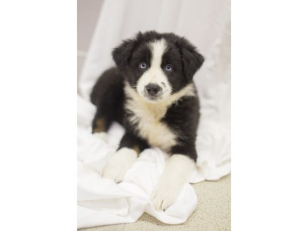 Miniature Australian Shepherd DOG Female Tri Color 11222 Petland Wichita, Kansas