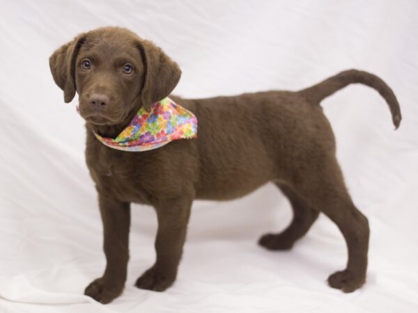 Chesapeake Bay Retriever-DOG-Female-Dark Brown-11218-Petland Wichita, Kansas