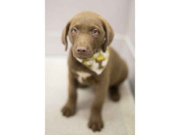 Chesapeake Bay Retriever DOG Male Dark Brown 11217 Petland Wichita, Kansas