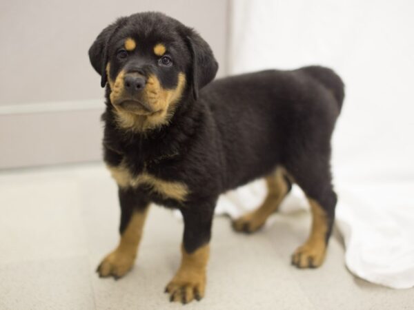 Rottweiler DOG Female Black and Tan 11216 Petland Wichita, Kansas