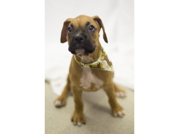 Boxer-DOG-Male--11215-Petland Wichita, Kansas