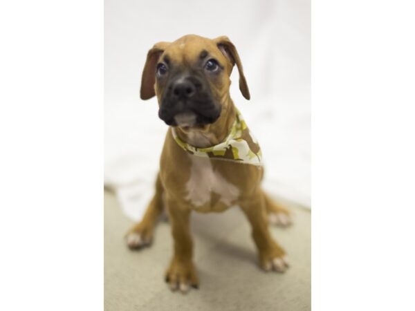 Boxer DOG Male 11215 Petland Wichita, Kansas