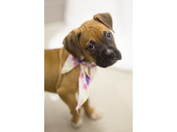 Boxer-DOG-Female--11214-Petland Wichita, Kansas