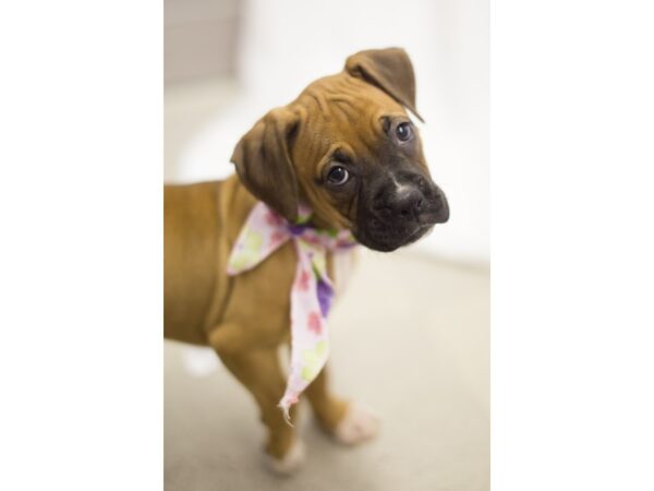 Boxer DOG Female 11214 Petland Wichita, Kansas