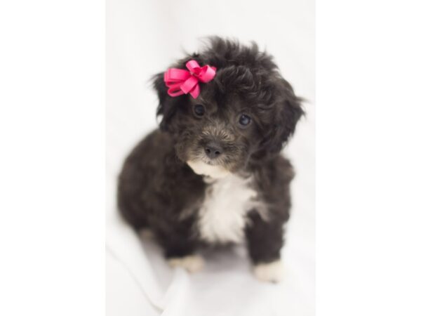 Toy ShihPoo DOG Female Black 11213 Petland Wichita, Kansas