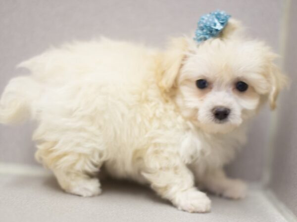 Toy ShihPoo DOG Female Cream 11212 Petland Wichita, Kansas