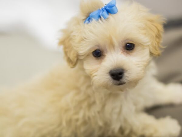 Toy ShihPoo DOG Female Cream 11211 Petland Wichita, Kansas