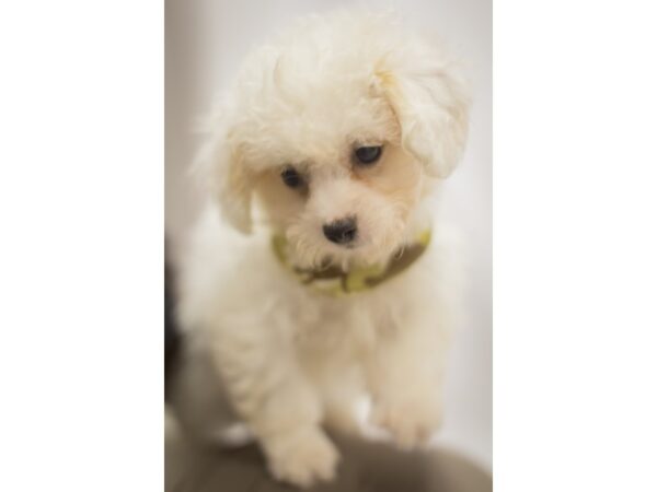 Toy ShihPoo DOG Male White 11210 Petland Wichita, Kansas