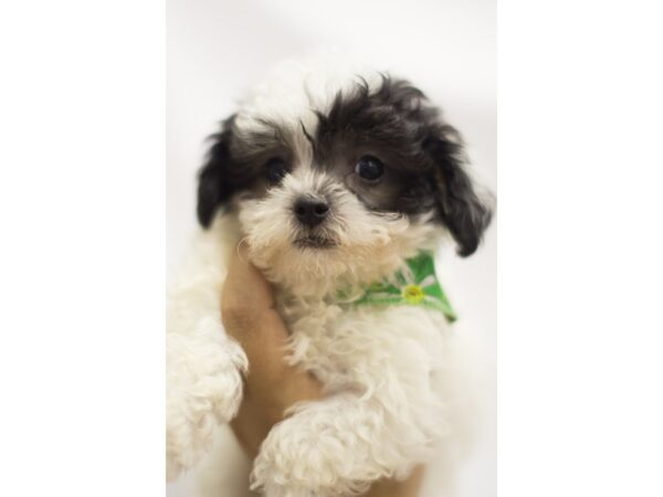 Toy ShihPoo DOG Male Black and White 11209 Petland Wichita, Kansas